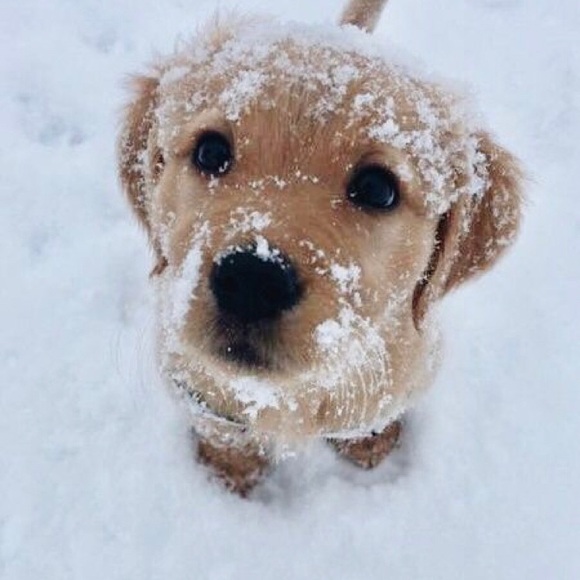 Meet your Posher, Audrey - Picture 1 of 1